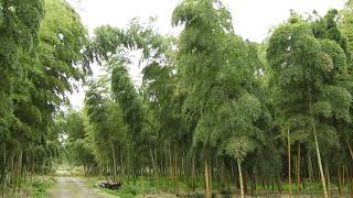 Quiet in Autumn 秋の静寂【4K/30fps】-2024/10/22-