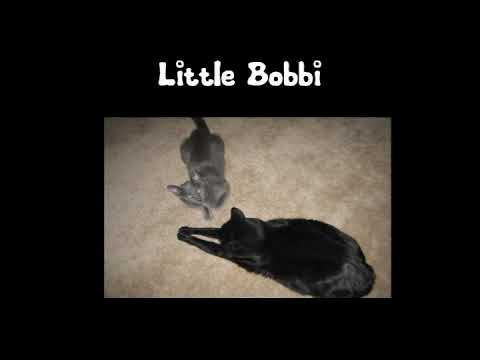 Bobbi, The Dandy Cat