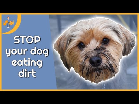 YouTube video about: What to do if my dog ate potting soil?