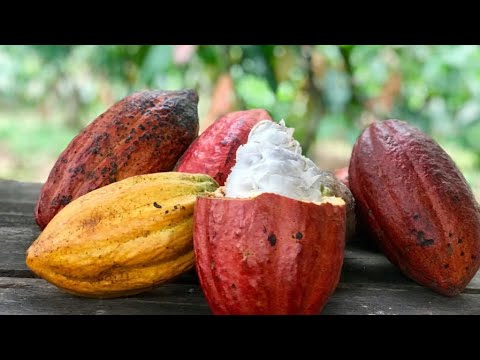 VAMOS CONHECER A ROÇA DE CACAU EM ITAGI-BA? 