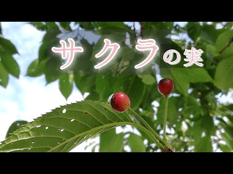 なぜ桜の木は実を結ばないのでしょうか？豊作のために解決すべき5つの潜在的な問題  庭園