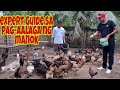 Paano Mag Alaga Ng Native Na Manok BEGINNER S ULTIMATE GUIDE