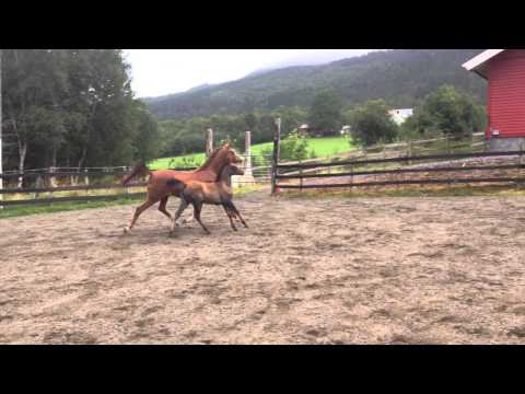 Zangreal with filly by Kais Al Baygaa