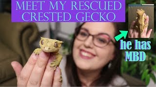 MEET MY RESCUED CRESTED GECKO + Enclosure Tour!