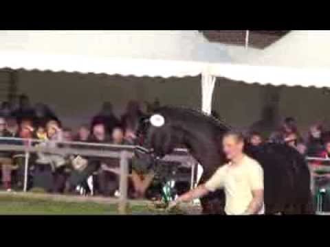 DANZADOR - Kat Nr. 25 von Diamond Hit - Lauries Crusador xx