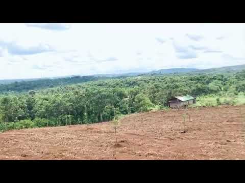 Bán vườn macca xanh mướt, sẵn sổ, 265 triệu 1100 m2, View đẹp, ô tô vào tới đất