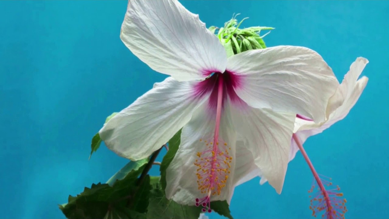 Paulo Coelho - Le persone vengono nella tua vita per una ragione (by Phil Sine Die)