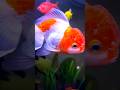 Ikan Maskoki Oranda Oranda Goldfish Aquarium Fish Goldfish Oranda