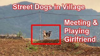 Street dogs in village meeting and playing girlfriends