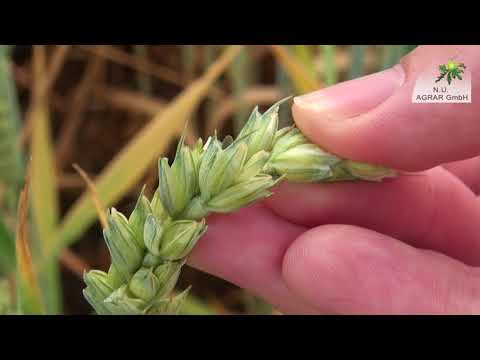 93. Feldexkursion: Läuse im Bestand - NU Agrar, 11.06.2018