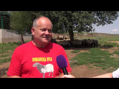 Zlatno klasje #176: Romanovska ovca, visoka plodnost i dnevni prirast