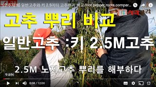 [고추재배] 키 2.5미터 노지고추 뿌리를 해부하다 다수확  키다리고추