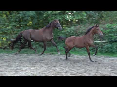 Franccina (Franklin x Romanov)