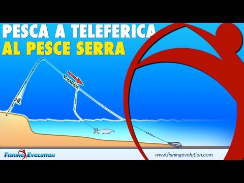 Nomi di targhe da vermi per la persona Vermi di una fotografia e dimensioni
