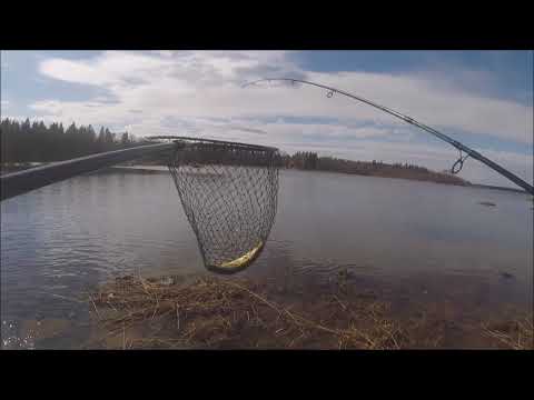 Markus Kalassa - Merikalastus 2018 kevään ensimmäinen kala