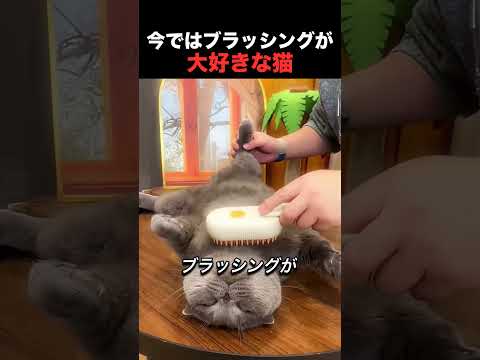 今ではブラッシングが大好きな猫