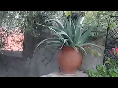 Rottie's life lately .The dumb & the dumbest