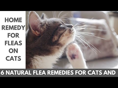 Home remedy for fleas on cats | 6 natural flea remedies for cats and dogs