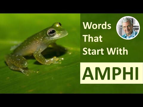 Words With the Prefix AMPHI (3 Common Examples)