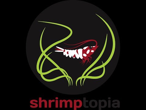 Protein Bites by Plamski