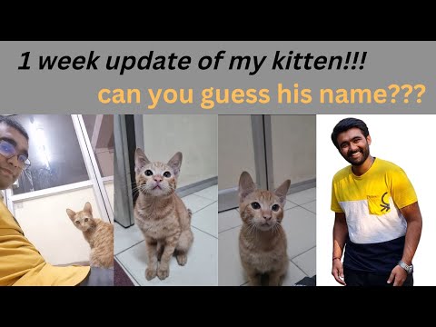 my mom totally agreed to bring kitten |update of kitten | see how playful cats are |guess his name ?