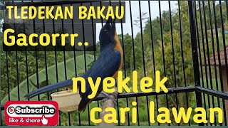 Download lagu TLEDEKAN BAKAU GACOR NYEKLEK mp3 Download lagu TLEDEKAN BAKAU GACOR NYEKLEK mp3