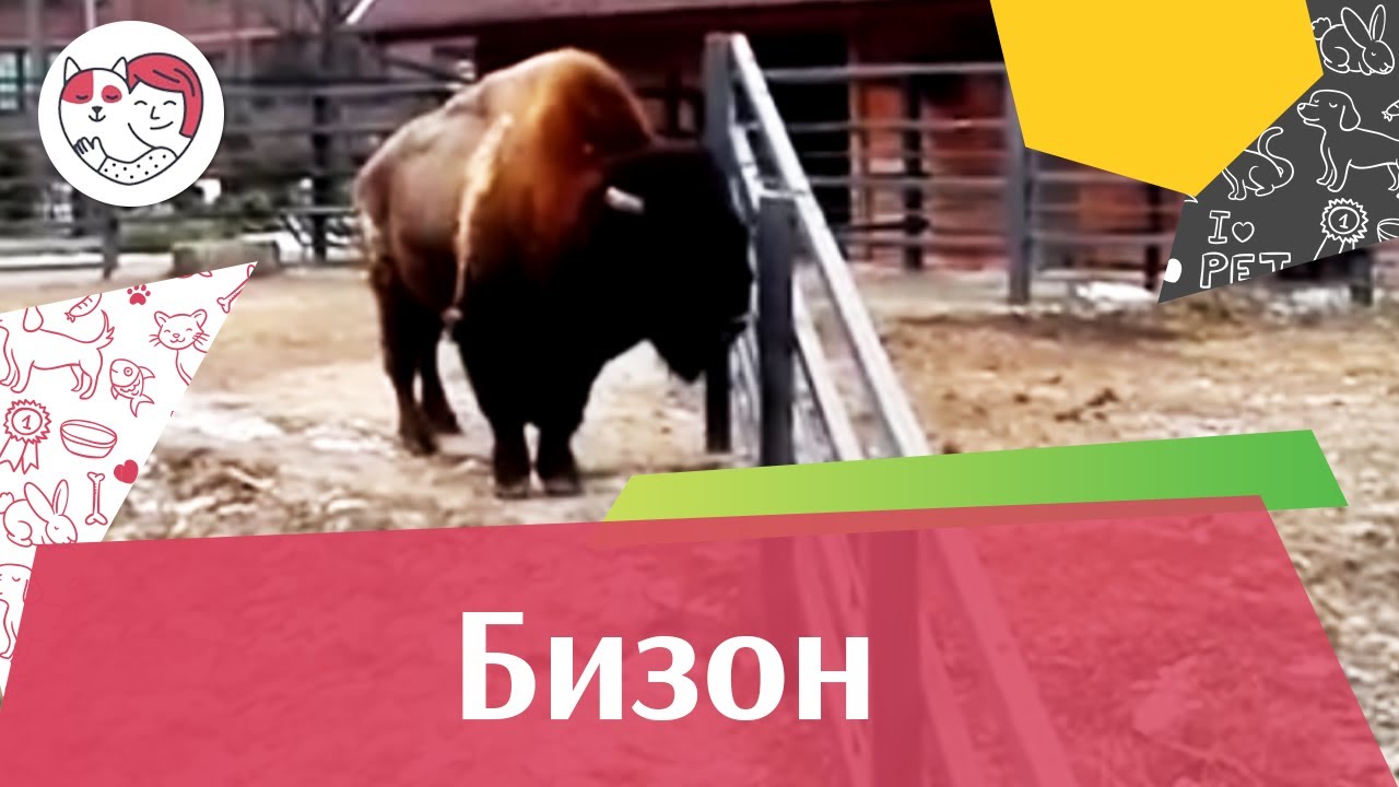 Бизон Размножение на ilikepet
