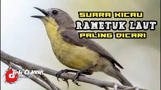 Download lagu Suara Asli Burung Rametuk Laut / Siur . Ampuh Untuk PIKAT Dan PANCING BUNYI mp3 Download lagu Suara Asli Burung Rametuk Laut / Siur . Ampuh Untuk PIKAT Dan PANCING BUNYI mp3
