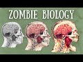 Zombie Biology Explained The Science Of Zombism