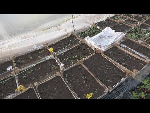 Zašto se VRATIO na proizvodnju RASADA PARADJZA i PAPRIKE na STARI NAČIN - gajbice i folije