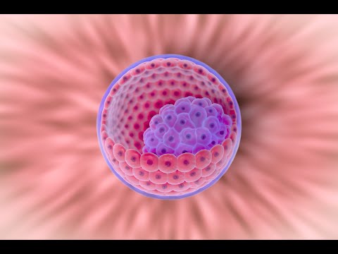 Primeira e Segunda Semanas do Desenvolvimento Humano (Parte 1) - Medicina - UNESP