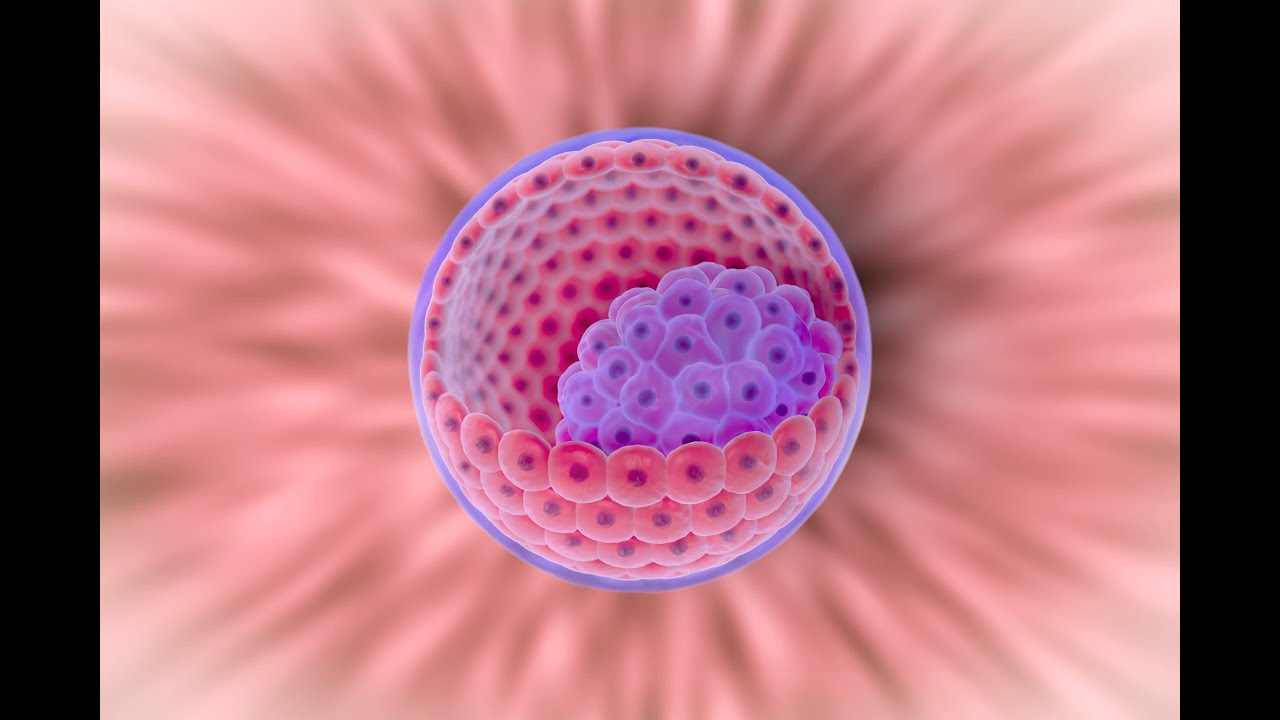 Primeira e Segunda Semanas do Desenvolvimento Humano (Parte 1) - Medicina - UNESP