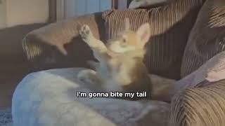 Ragnar's Crazy Playtime!