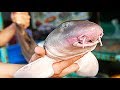 Vietnam Street Food BAMBOO SHARK Vietnamese Seafood Hotpot