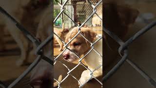Working at the dog pound