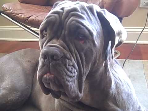 Neapolitan Mastiff Pleasantly Surprised