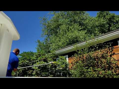 Discovering a Bald-Faced Horenets Nest in Holmdel, NJ