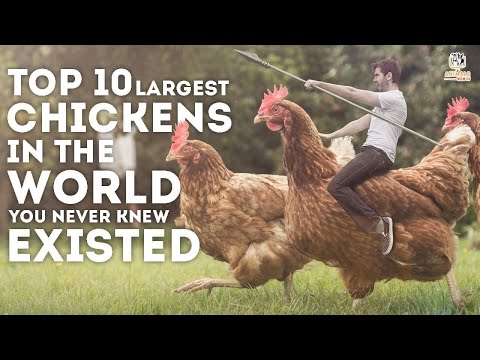 , title : '10 Largest Chickens in the World You Never Knew Existed.(Must Watch!)'