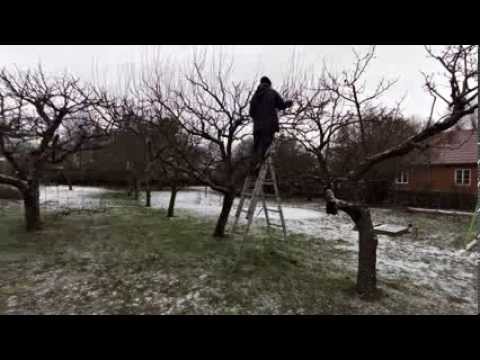 Beskärning av äppelträd