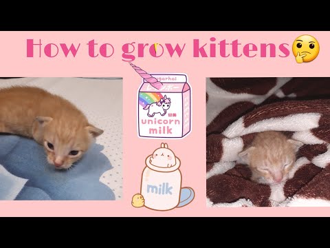 How to grow kitten without mother❓🤔 || The Qetta House