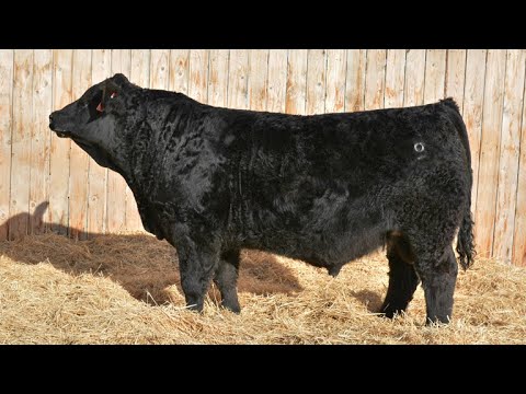 LOT 23 Boundary Supercharged 187J