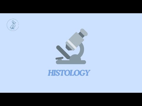 45 - Histological structure of the anterior part of the eye.