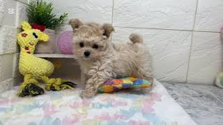 ハーフ犬の動画01