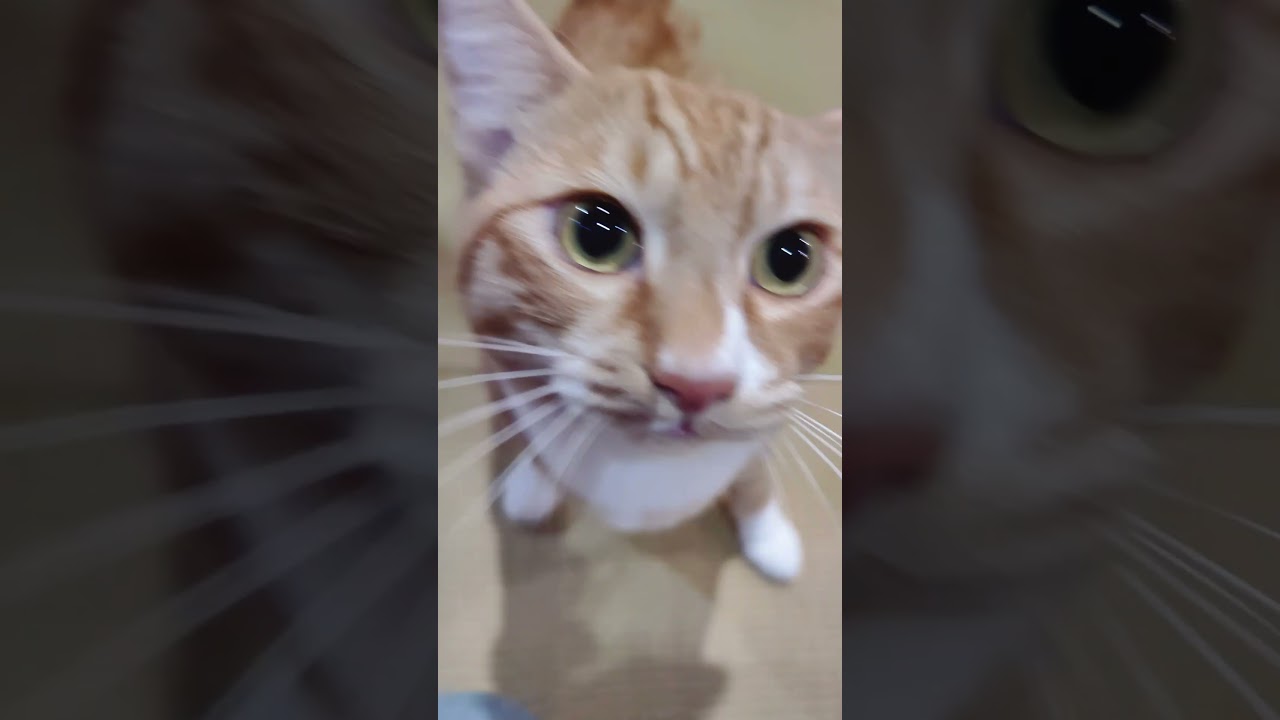 コロコロと掃除機大好きネコちゃん