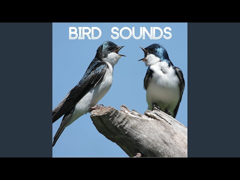 Bird Sounds - Bird Sounds - Gentle Birds and Forest Stream for Relaxation Meditation. Relaxing Nature