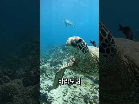 특별한 방법으로 감사한 거북이 🤯❤️
