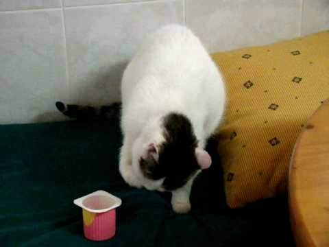 Gat (Tirita) i Petitsuis