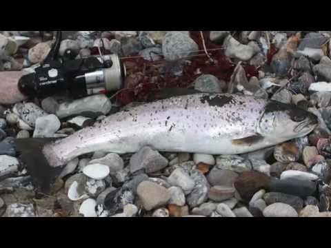 Meerforellenangeln auf Fünen Dänemark