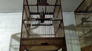 Download lagu Burung Rowo Rowo-Poksay Rawa Jantan Gacor #poksayrawa #shorts mp3 Download lagu Burung Rowo Rowo-Poksay Rawa Jantan Gacor #poksayrawa #shorts mp3