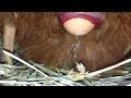 Chicken laying an egg! (CLOSE UP 3)